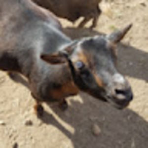 Meet your Posher, Cassandra